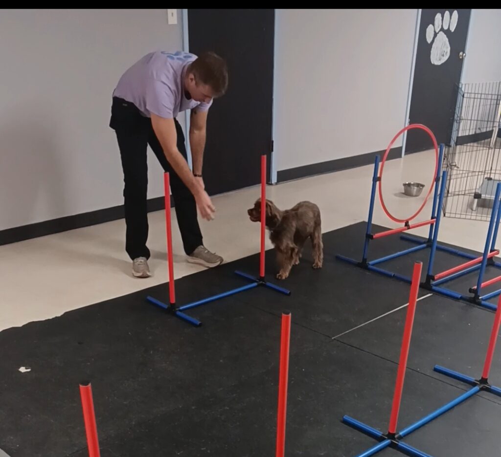 Dog Day Program